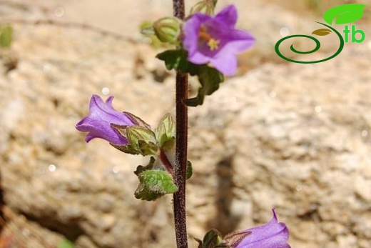 Milas-Muğla