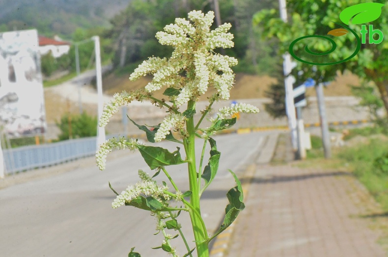 Kastamonu