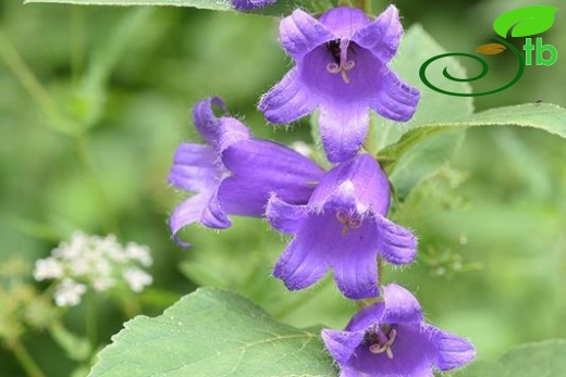 Campanula latifoliaOFTrabzon