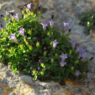 var. caerulea-Anamur