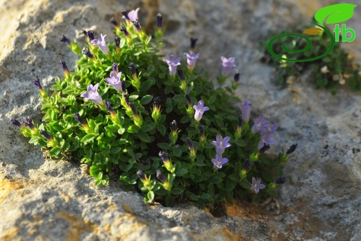var. caerulea- Anamur