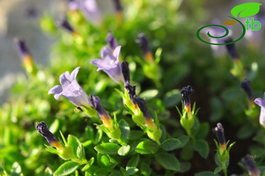 var. caerulea- Anamur