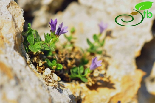 var. caerulea- Anamur
