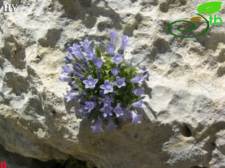 var. caerulea- Taşeli platosu