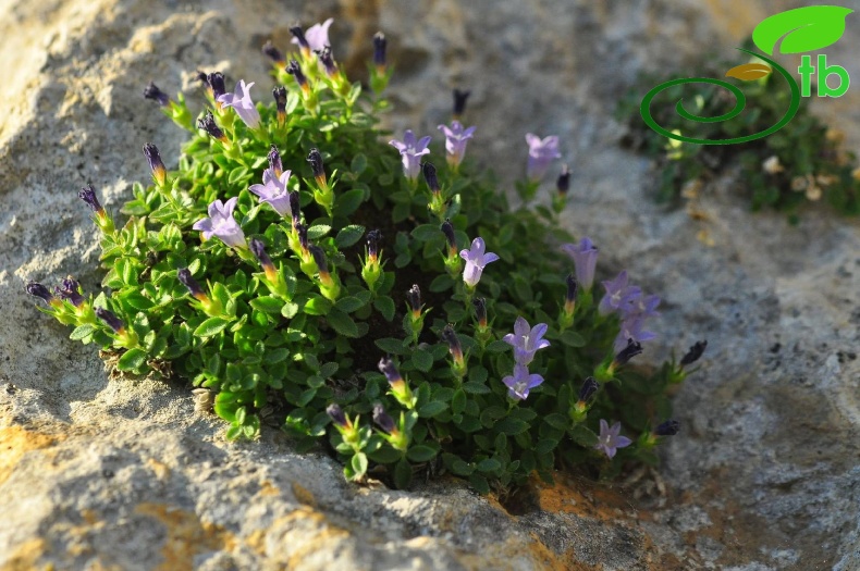 var. caerulea-Anamur