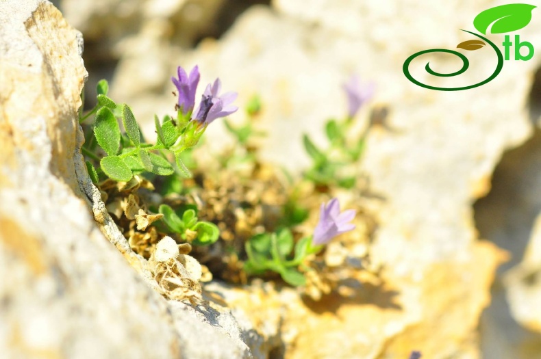 var. caerulea-Anamur