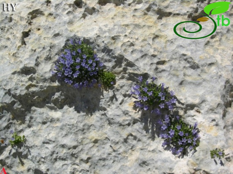 var. caerulea- Taşeli platosu