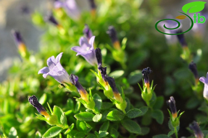var. caerulea- Anamur