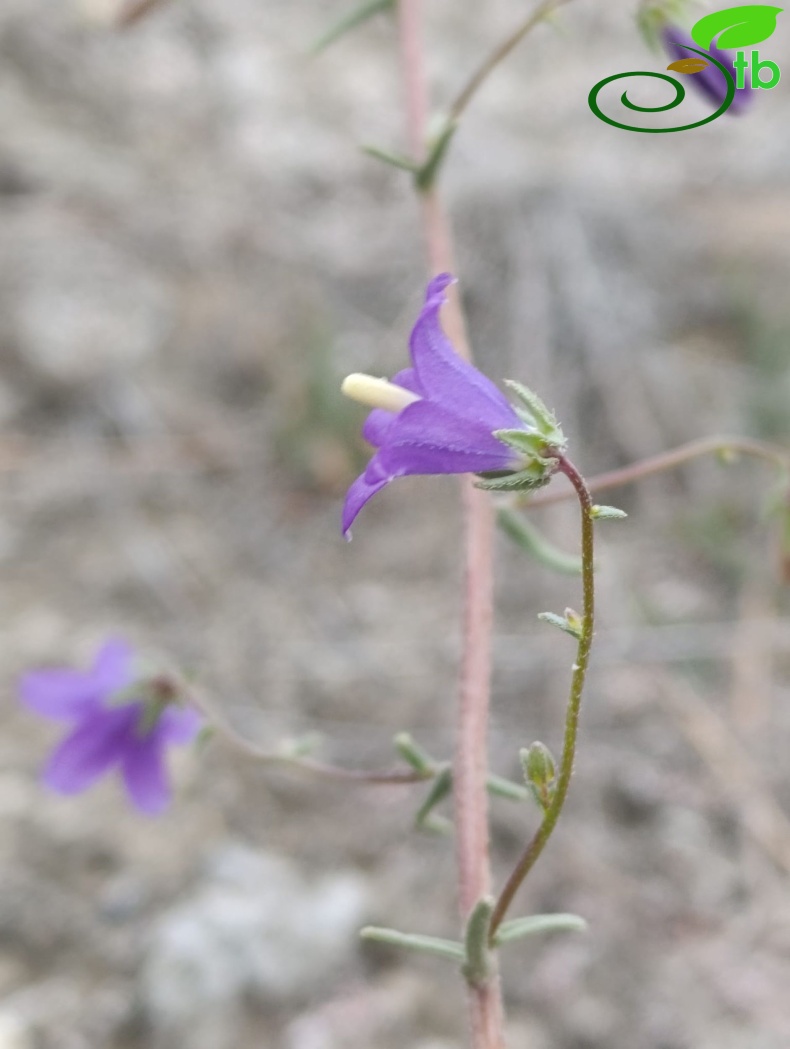 var. robusta