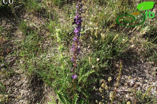 Kahramanmaraş