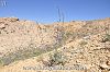 subsp ptarmicifolia-Erzincan