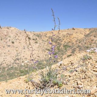 subsp ptarmicifolia-Erzincan