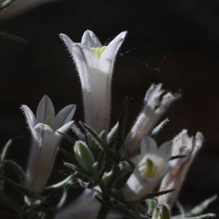 subsp. densiflora-Tunceli