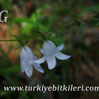 ssp rapunculoides-Ankara