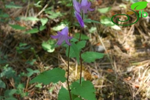 ssp cordifolia-Kıbrıscık-Bolu