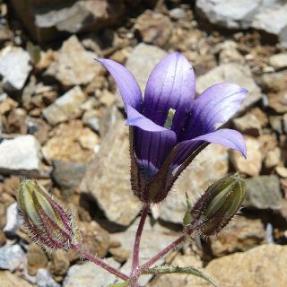 Bitlis