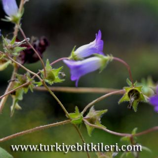 Datça-Muğla
