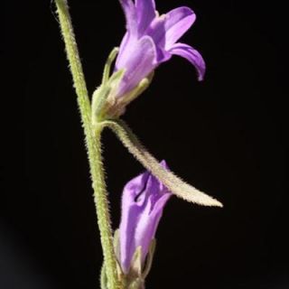 var stricta