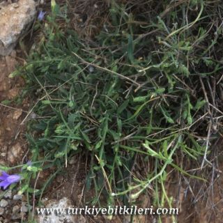 var stricta-Girdev gölü-Muğla