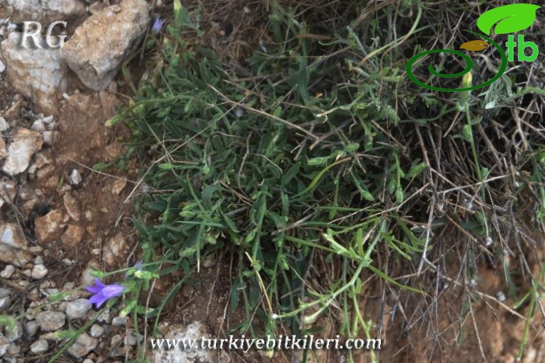 var stricta-Girdev gölü-Muğla