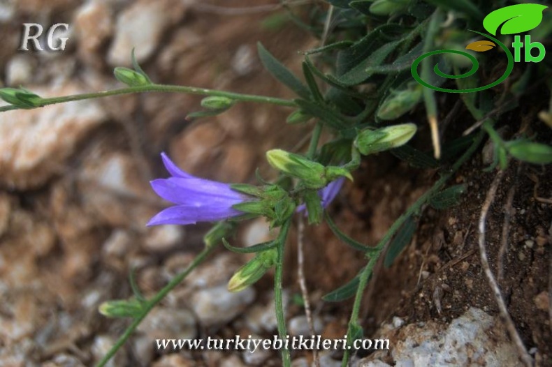 var stricta-Girdev gölü-Muğla