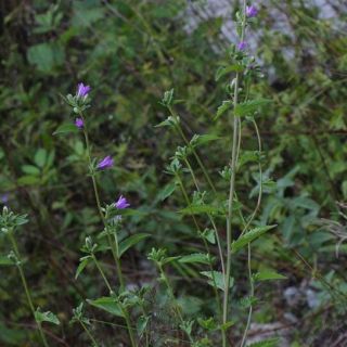 subsp. athoa-Osmaniye