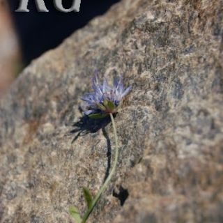 subsp. tmolea-Bozdağ-İzmir