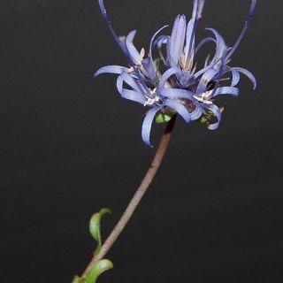 subsp. supina-Bursa