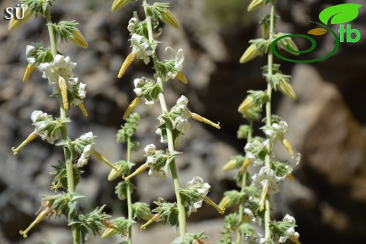 Hakkari