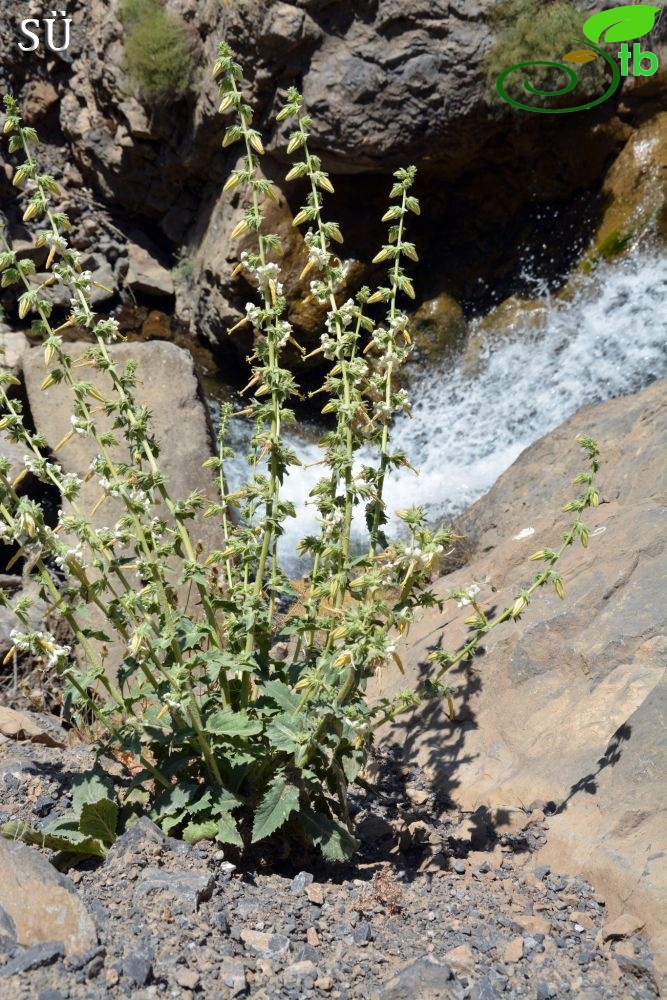 Hakkari