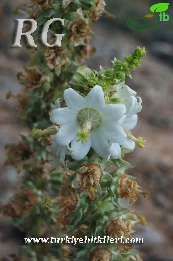 Aladağlar-Niğde