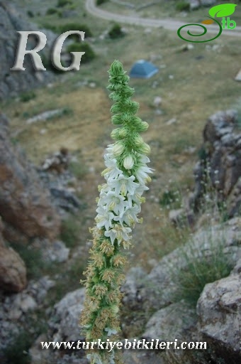 Aladağlar-Niğde