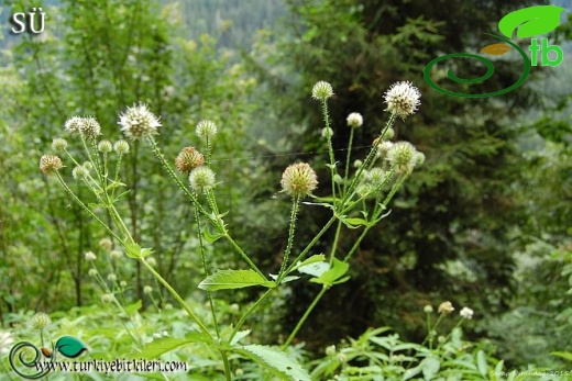 Trabzon