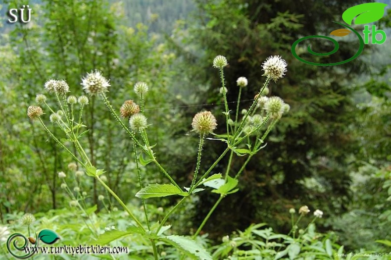 Trabzon