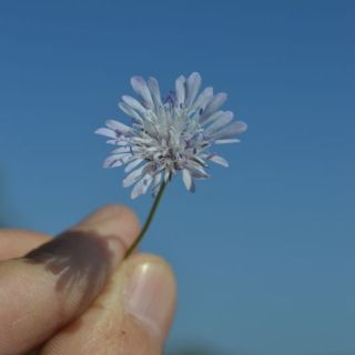 var bidens-Datça-Muğla