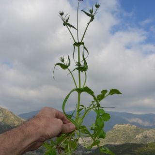 var bidens-Datça-Muğla