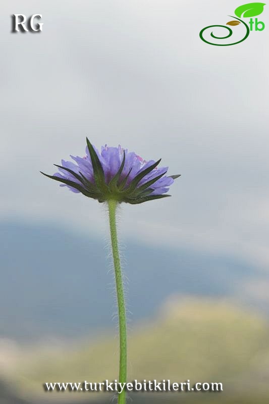 var bidens-Datça-Muğla