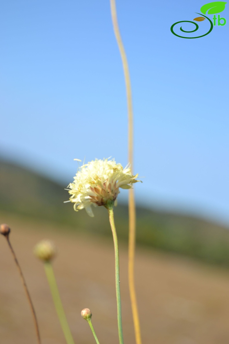 Kırklareli