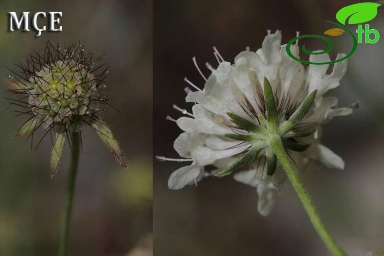 subsp. ochroleuca-Osmaniye