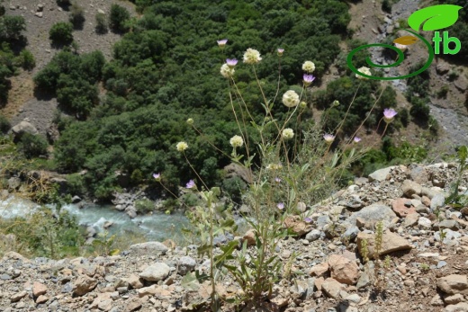 Hakkari