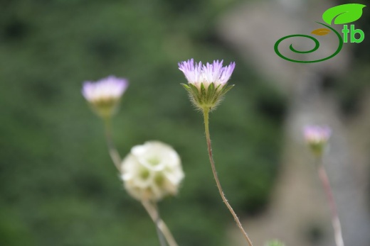 Hakkari