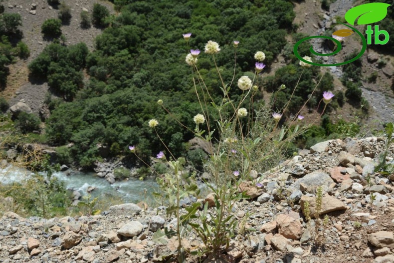 Hakkari