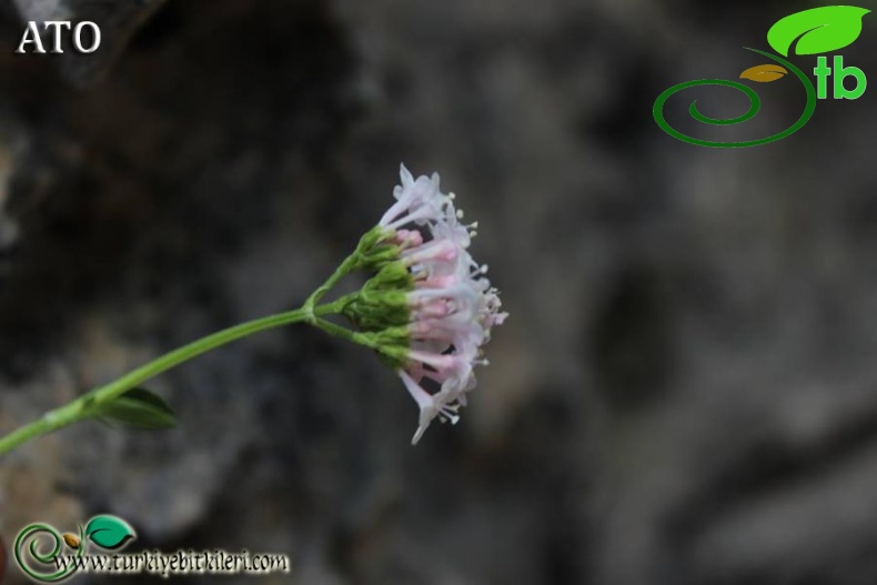ssp glabriuscula-Anamur-Mersin