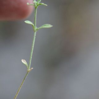 ssp serpyllifolia- Yilanlı dağı-Muğla