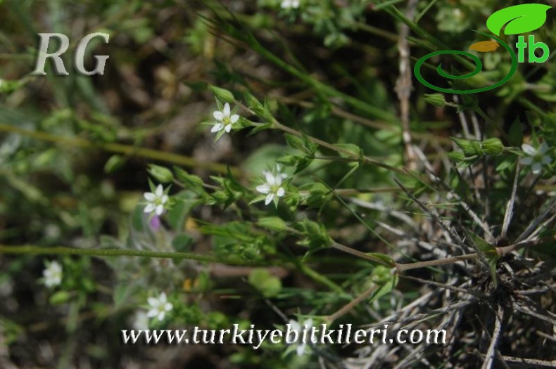 ssp leptoclados-Ayaş-Ankara