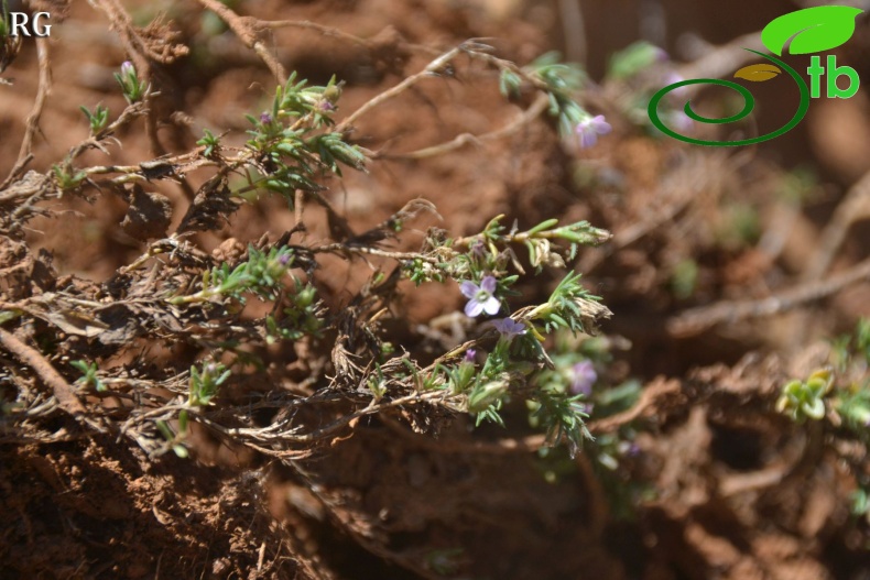 var frankenioides-Sandras