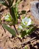 subsp. dichotomum- Van