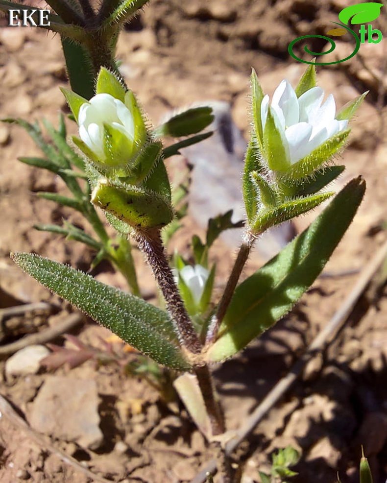 subsp. dichotomum- Van