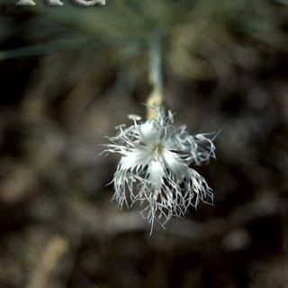 var crinitus-Çubuk-Ankara