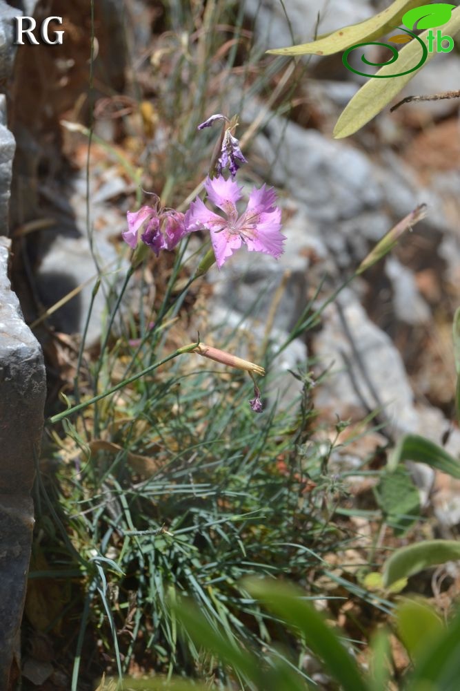 var actinopetalus-Ula-Muğla